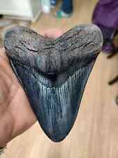 5.5 Inch Megalodon (Carcharodon Megalodon) Tooth, Black with Serration picture