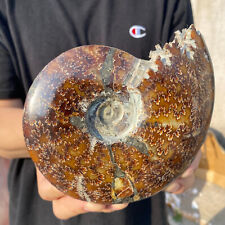 1.6lb Large Rare Natural Ammonite Fossil Conch Crystal Specimen Healing picture