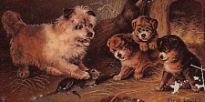 1880s Hood's Sarsaparilla Quack Medicine Adorable Dog & Puppies Play With A Rat picture