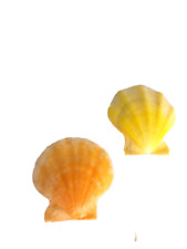 Vibrant orange and yellow minature pecten seashells picture