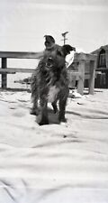 pc01 Original Negative 1933 Newport Beach Dog 