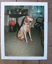 Vizsla Dog Vintage 1970's Polaroid Instant Photo With Halloween Pumpkins picture