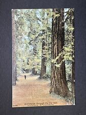 Postcard A Glimpse Through the Big Trees MUIR WOODS MT. TAMALPAIS CA R72 picture