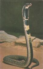 RINGHALS (Spitting Cobras) - NATIONAL ZOOLOGICAL PARK, WASHINGTON, DC POST CARD picture