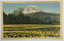 Postcard WA Daffodils In The Puyallup Valley & Mt Rainier Washington Unposted picture