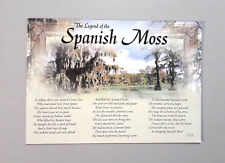 Vintage Postcard Florida - THE LEGEND OF THE SPANISH MOSS picture