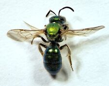 Green Sweat Bee: Augochlora pura (Halictidae) USA Hymenoptera Insect picture