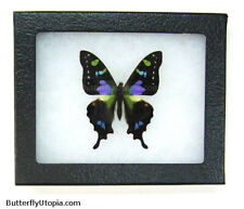 Real Framed Purple Spotted Swallowtail Butterfly - 5x4 Riker Mount picture