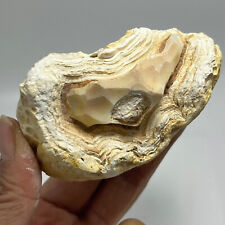 190g Bonsai Suiseki-Natural Gobi Agate Eyes Stone-Rare Stunning Viewing cg7 picture