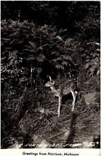 Greetings from Harrison Michigan Northwoods Fawn Deer 1940s RPPC Postcard Unused picture
