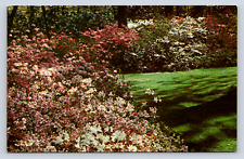 Vintage Postcard Beautiful Floral Bushes Garden Scene picture
