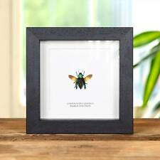Rainbow Jewel Taxidermy Beetle Frame (Cyphogastra javanica) picture