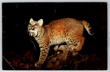 c1960s Bobcat Lynx Rufus Stuffed Taxidermy Vintage Postcard picture