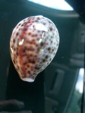 Sea shell Cypraea Tigris Schilderiana   71mm picture