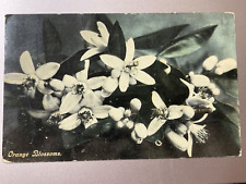 Orange Blossoms Used Postcard 1911 picture