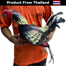 Doll Chicken Rooster Realistic Silicone Thai Training Hanging Cock Para Gallos picture