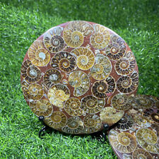 1PC Natural Ammonite Disc Fossil Conch Specimen Reiki Healing +Stand 120g+. picture