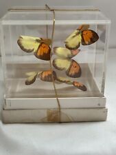 Vintage FLYING BUTTERFLIES Taxidermy In Acrylic Box Display 3D - 4