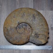 LARGE 5.2Kg 29cm Deshayesites sp. Ammonite Fossils Fossilien picture