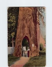 Postcard Bicycle Path Through The Cedar Tree, Washington picture