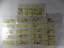 Typhoo Tea Cards Wild Flowers in their Families 2nd Series 1936 Complete Set 25 picture
