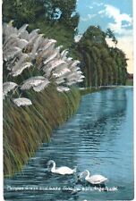 Los Angeles Echo Lake Swans Pampas Grass 1910   CA picture