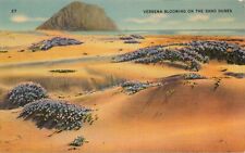 Postcard Verbena Blooming On The Sand Dunes Linen Card Vintage picture