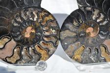 RARE 1n100 BLACK Ammonite PAIR Deep Crystals 110myo FOSSIL XXL 153mm 6.1