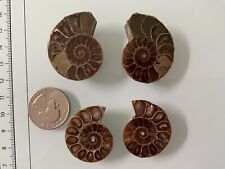 Two Matched Pairs Of Fossil Ammonites picture
