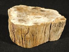 Polished Petrified Wood Fossil 225 Million Years Old Madagascar 370gr picture