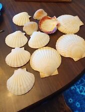 Lot Of 11 Medium And Larger Seashells picture