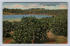 Orlando FL- Florida, Large Grapefruit Grove, Antique, Vintage Souvenir Postcard picture