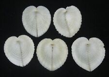 47-55 mm WHOLESALE 5 Pcs Corculum Cardissa Cockle Heart Seashell From Cebu picture