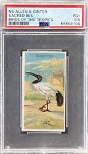 1889 N5 Allen & Ginter Birds Of The Tropics SACRED IBIS PSA 3.5 VG+ picture