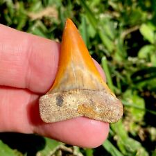 FIREZONE Bakersfield Hastalis Fossil Mako Shark Tooth Hill Great White Meg Gem picture