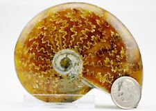 Large Whole Ammonite Nice Suture Pattern 75mm Dino age Fossil 3.0