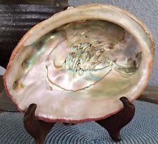 VTG. OLD LARGE MOTHER OF PEARL CALIFORNIA ABALONE SHELL UNPOLISHED 7 3/4 INCH picture