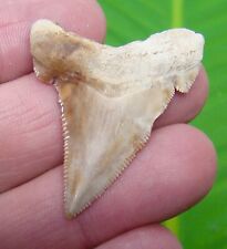 ANGUSTIDENS Shark Tooth - 1 & 11/16  -  SUMMERVILLE LAND SITE  - MEGALODON ERA picture
