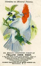 DR MORSE'S COMPOUND SYRUP YELLOW DOCK ROOT*QUACKERY*RED CRESTED BIRD*TRADE CARD picture
