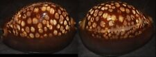 Tonyshells Seashells Cypraea mauritiana HUMPBACK COWRIE 72mm F+++/gem picture