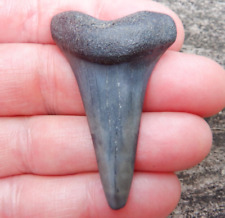 Rare Lower EXTINCT GREAT WHITE Hastalis Mako Fossil Shark Tooth SC necklace m76 picture