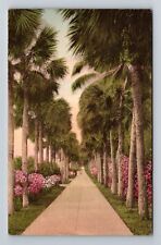 Palm Beach FL-Florida, Palmetto Walk, Antique Souvenir Vintage Postcard picture
