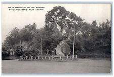Matsushima Japan Postcard View of Sankonomatsu Pine Tree c1910 Antique picture