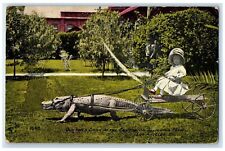 1911 A Drive At The California Alligator Farm Los Angeles California CA Postcard picture