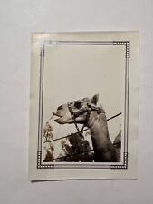VTG 1920's Snapshot Photo of a Camel picture