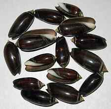 Black Olive ~ Oliva Seashells ~ 1-1/2