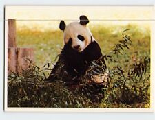 Postcard Giant Panda Washington National Zoo Washington DC USA picture