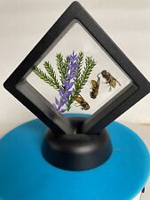 3 Real Preserved YellowjackFloating Display insect honey home décor specimens ** picture