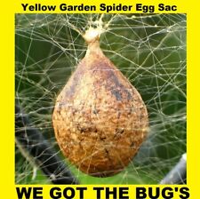 2 Real Black and Yellow Garden Spider (  Specimen  Egg Sac ) (Egg Sac Only) *** picture
