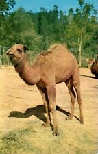 Postcard - The Dromedary (one hump) Camel, Arabia, Griffith Park Zoo, CA   2274 picture